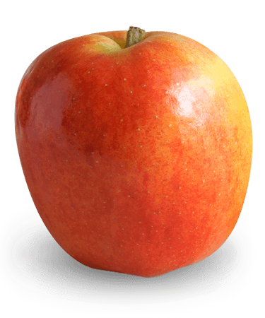 Gala (apple) - Wikipedia
